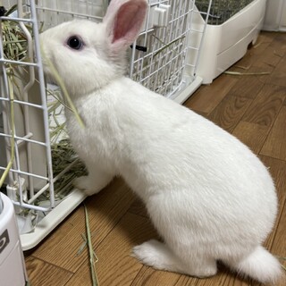 ミニウサギ　0歳