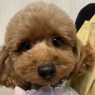 トイプードル・女の子・3歳