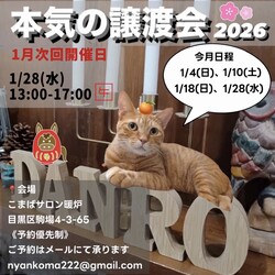 保護猫譲渡会では珍しい平日開催★本気の譲渡会！ サムネイル1
