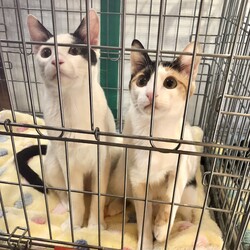 保護猫譲渡会では珍しい平日開催★本気の譲渡会！ サムネイル2