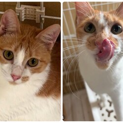 保護猫譲渡会では珍しい平日開催★本気の譲渡会！ サムネイル3