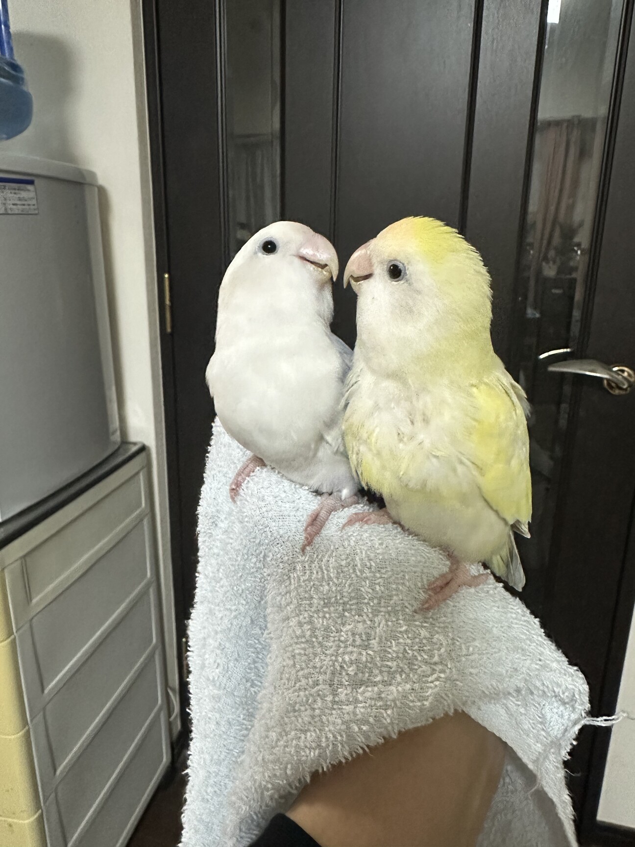 専用です^ - ^ コザクラインコさん コザクラインコのペア【2」神奈川県 - 鳥の里親募集(534288