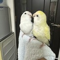 コザクラインコのペア【2羽同時募集】