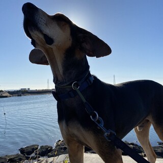 大人だけのご家庭からのご応募希望