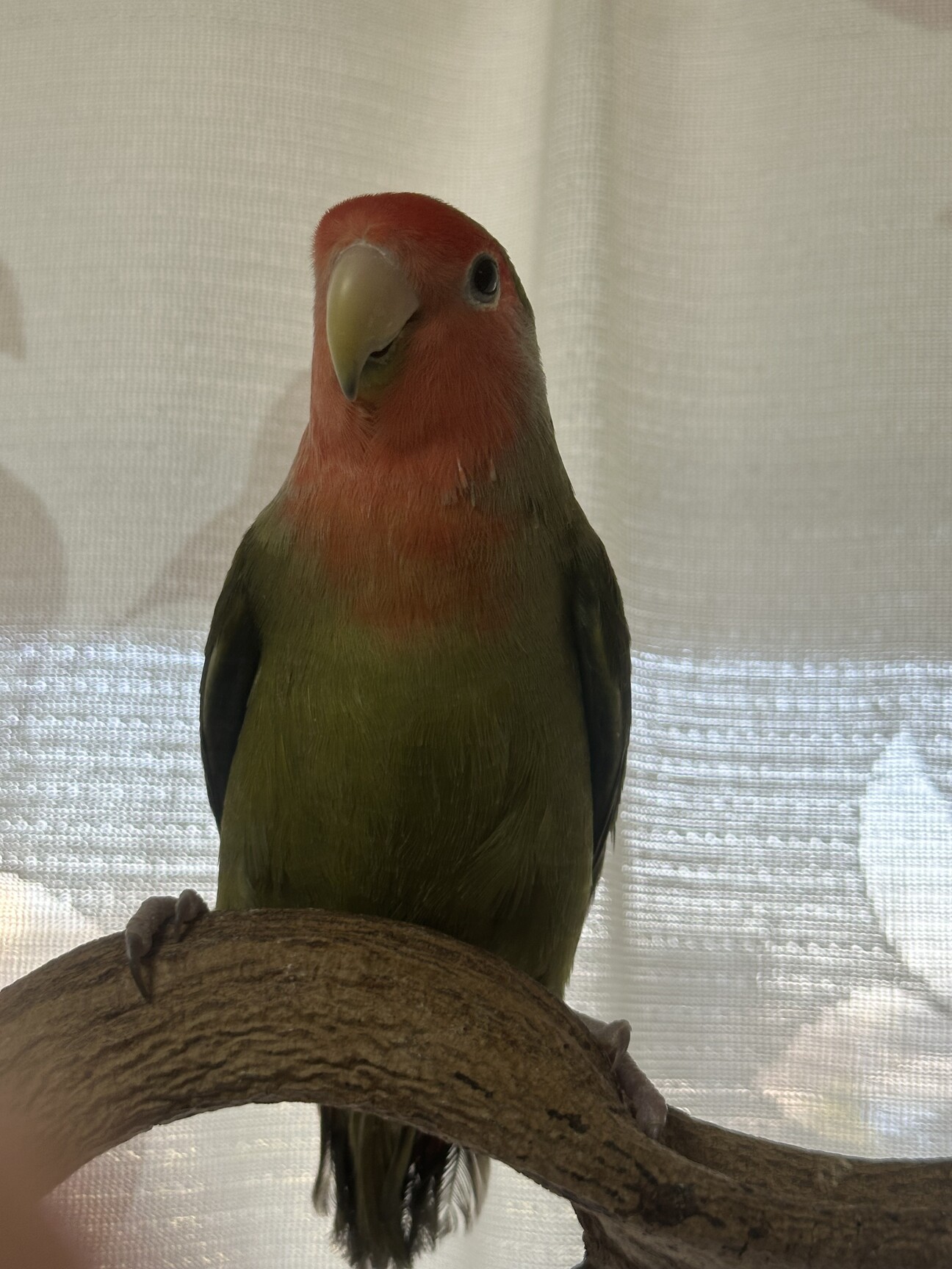 コザクラインコ【オリーブ】」神奈川県 - 鳥の里親募集(534834