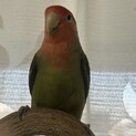 コザクラインコ【オリーブ】