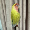 コザクラインコ【ルチノー】