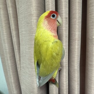 コザクラインコ【ルチノー】