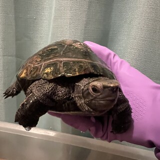 ニホンイシガメの里親募集