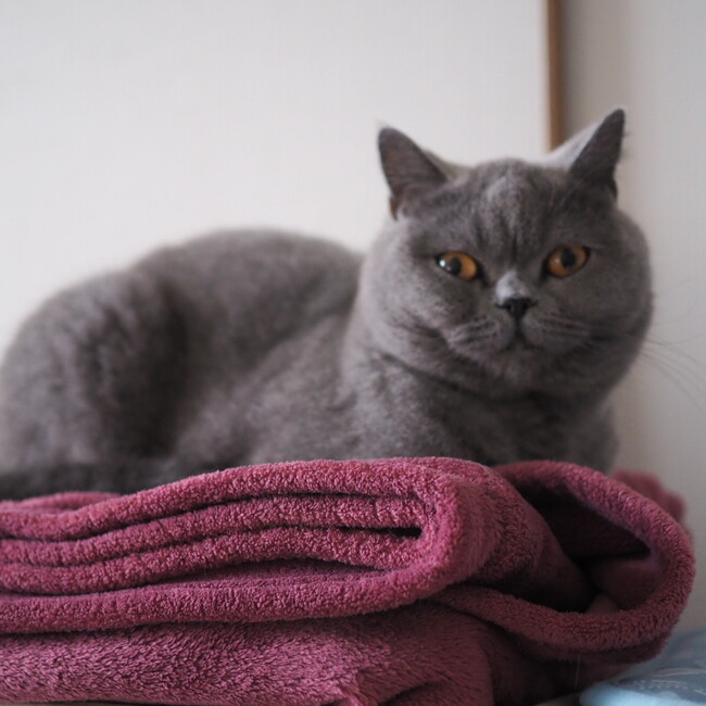 ねこのほっぺのカバー写真