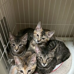 保護猫の譲渡会（横浜市旭区） サムネイル3