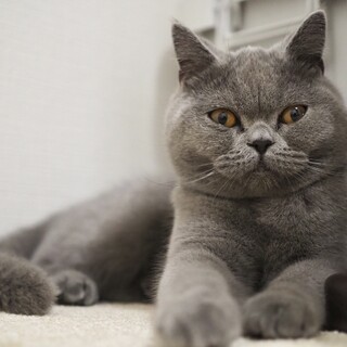 人好き！ブリティッシュショートヘアの男の子（3歳）