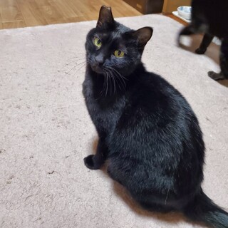 【お見合い歓迎】クロくん