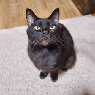 【お見合い歓迎】チチちゃん(単独飼い)