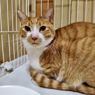 【お見合い歓迎】おきなくん(先住猫有/2匹一緒)