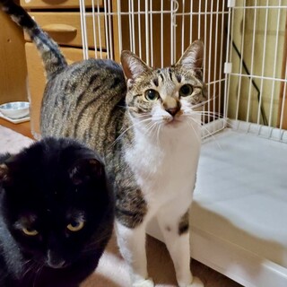 【お見合い歓迎】みことちゃん