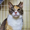 【お見合い歓迎】かぐやちゃん(りんご猫) サムネイル3