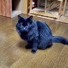 【お見合い歓迎】りんご猫 サムネイル2