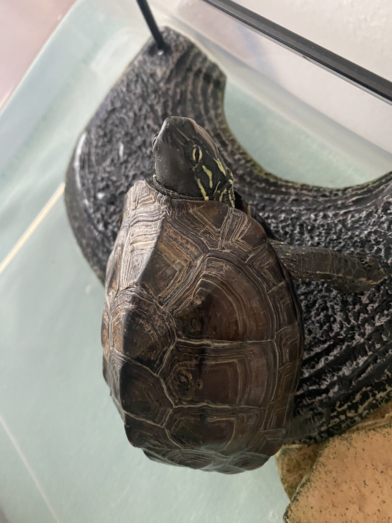 エイペア　飼い主さん募集 新しい飼い主さん募集します」北海道 - 爬虫類・他の里親募集(534844