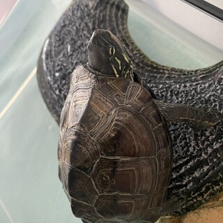 新しい飼い主さん募集します