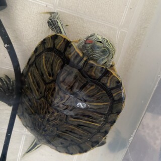 新しい飼い主さん募集します