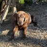 優秀血統犬 サムネイル2