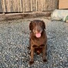 優秀血統犬 サムネイル3