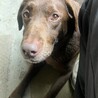 優秀血統犬 サムネイル4