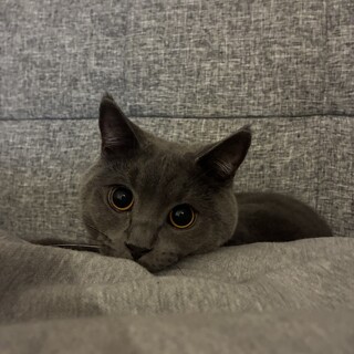 甘えん坊で元気な男の子ブリちゃん