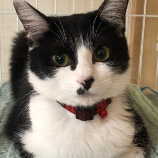 ハチワレ小柄美猫ちゃん！