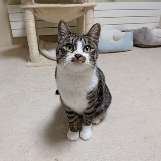 人馴れバツグン！キジ白の若い♂