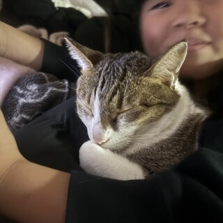 キジトラ２匹引越しの為、早急に里親募集。