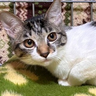 【3/29東日本橋】おてんば♡ハナチャちゃん