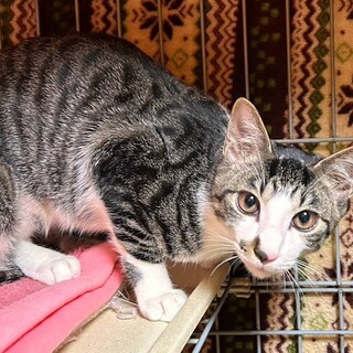 【3/1東日本橋】わんぱく坊や♡ハナチョンくん