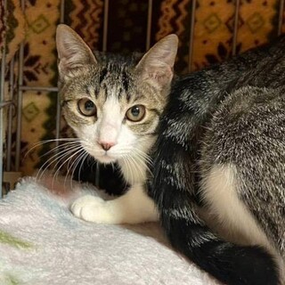 【3/29東日本橋】人が大好き♡ハナシロちゃん