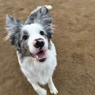 8ヶ月ボーダー〔ブルーマール〕