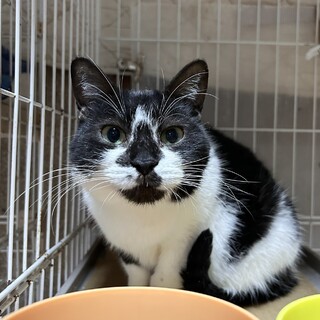 【3/29東日本橋】穏やかな甘えん坊♡モカちゃん