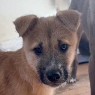 テリアみを感じる男の子♡テディくん