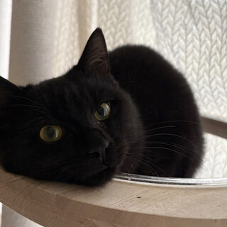 人間大好き♀よらん7ヶ月※初参加