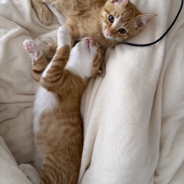 実家の保護猫2匹