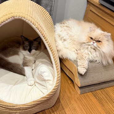 同じポーズのぷんたとししゃも