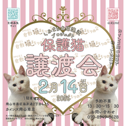 保護猫譲渡会（予約不要）