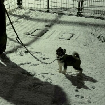 きゅるきゅるはるまき