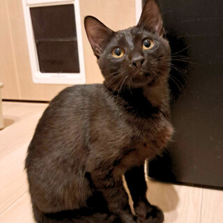 うっすら虎模様の黒猫兄妹「こんぶ」君