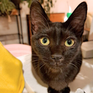 うっすら虎模様の黒猫兄妹「すこんぶ」ちゃん