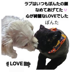 亡き愛犬と共に