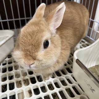 ネザーランドドワーフの女の子