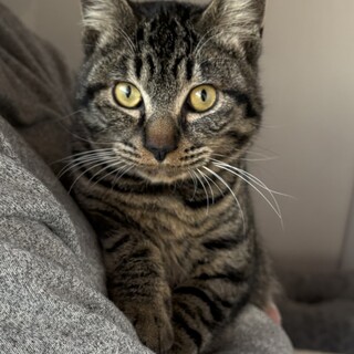 抱っこ大好きいつもご機嫌なコキジくん♡