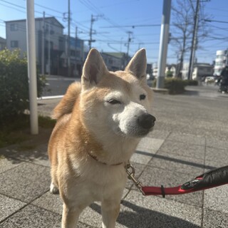 小柄な柴犬くん