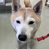 小柄な柴犬くん サムネイル3